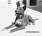 SunnyDownSMALL/C-0WebSunnyDownBW1CROPPEDa.jpg
