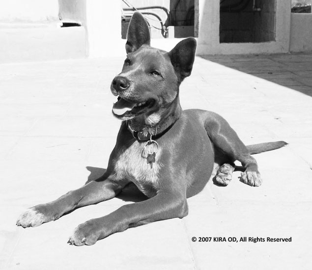 SunnyDownX-LARGE/C-0WebSunnyDownBW1CROPPEDa.jpg