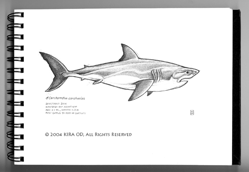 Great White Shark at the Monterey Bay Aquarium