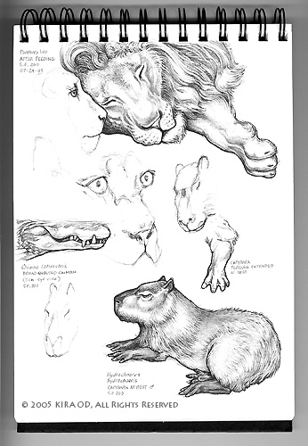 San Francisco Zoo Sketches