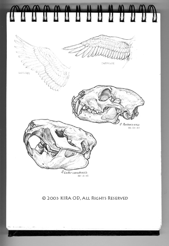 California Academy of Sciences Sketches