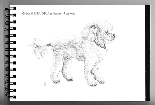 Truffle the Poodle