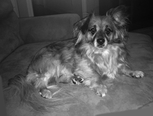 Little Bear, The Dog