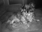 LittleBear-KSMALL/C-0_WebDog_SM_Little_Bear_PHOTO.jpg