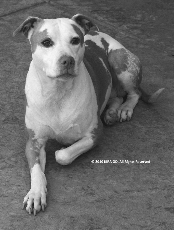 Sweet Marley, The Dog