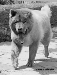 Max Berg, The Dog